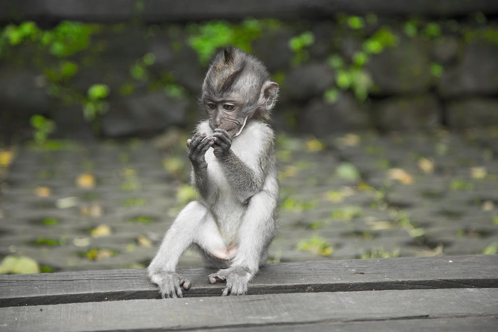 Sacred Monkey Forest, Ubud Bali