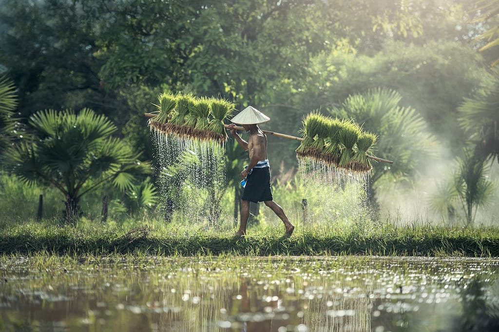 Lush Rice Terraces Bali Indonesia
