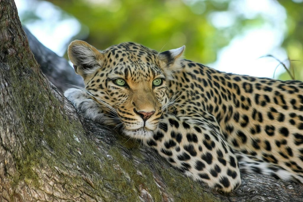 14 Day Luxury Safari Tanzania Leopard