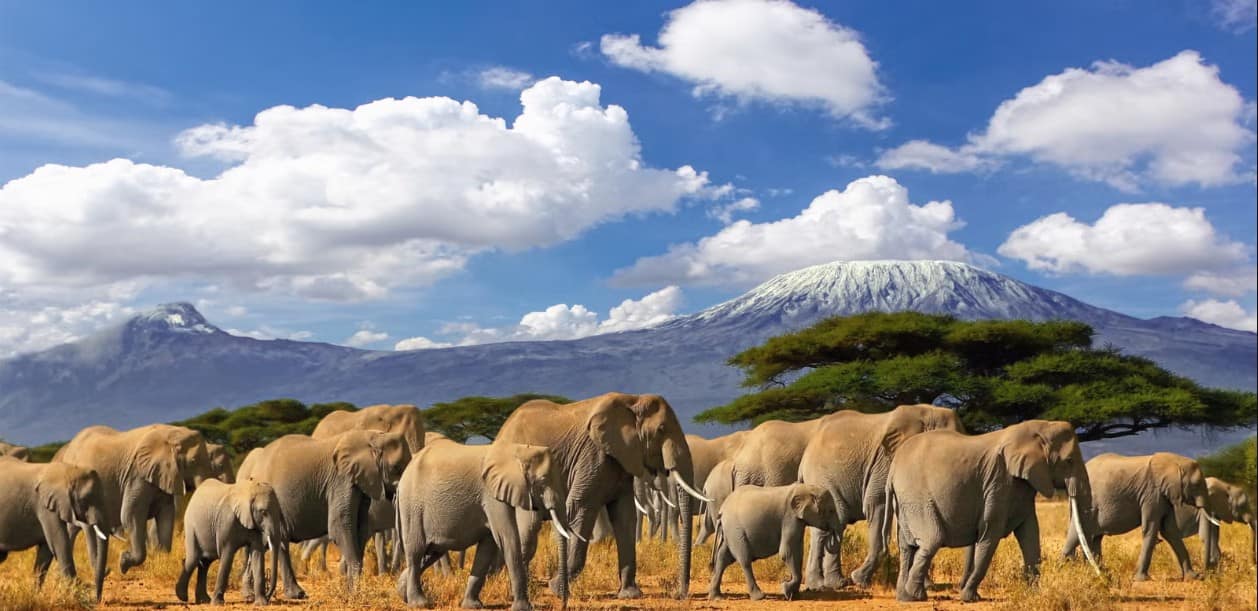 14 Day Luxury Safari & Beach Getaway: Serengeti & Zanzibar Purple Star Travel 14 Day Luxury Safari - Elephants Kilimanjaro