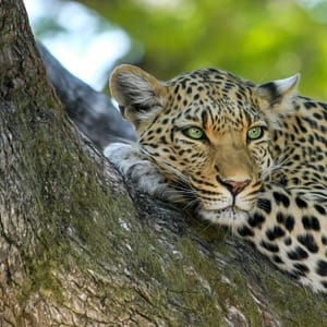 14 Day Luxury Safari Tanzania Leopard