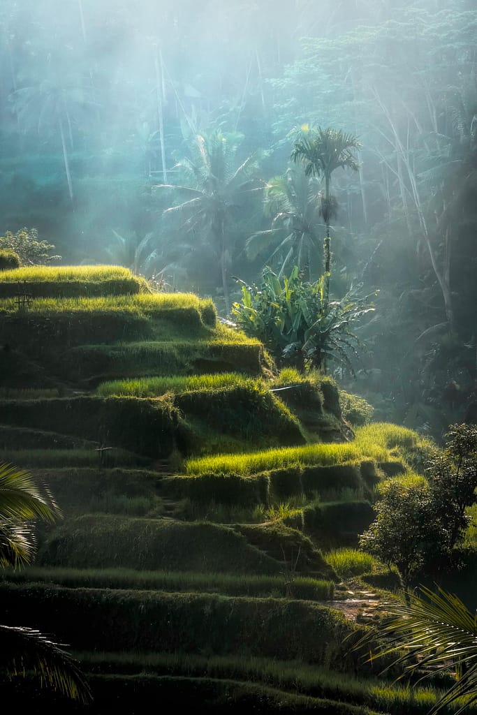 Majestic rice terraces in Bali