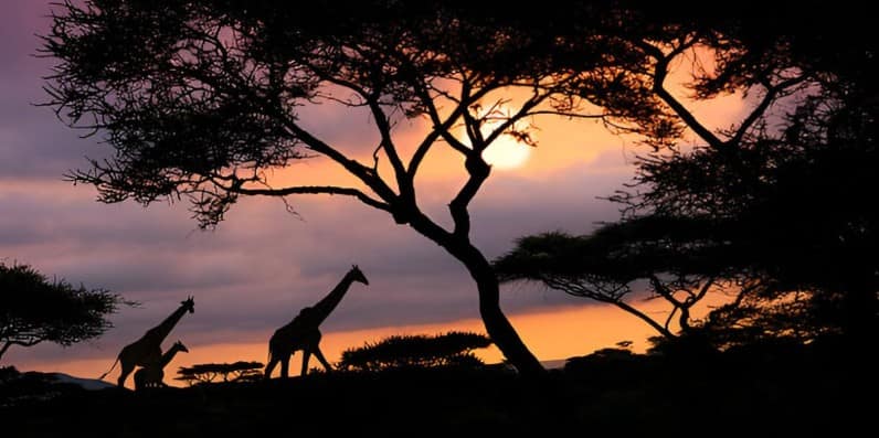 14 Day Luxury Safari - Giraffe Sundowners