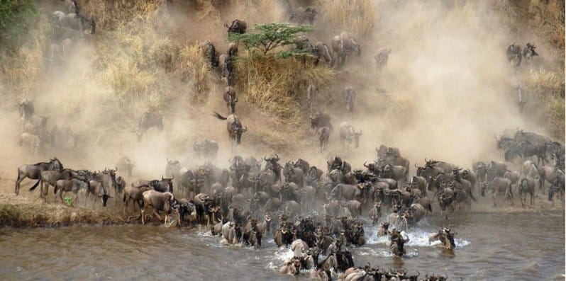 14 Day Luxury Safari - Wildebeest Crossing River