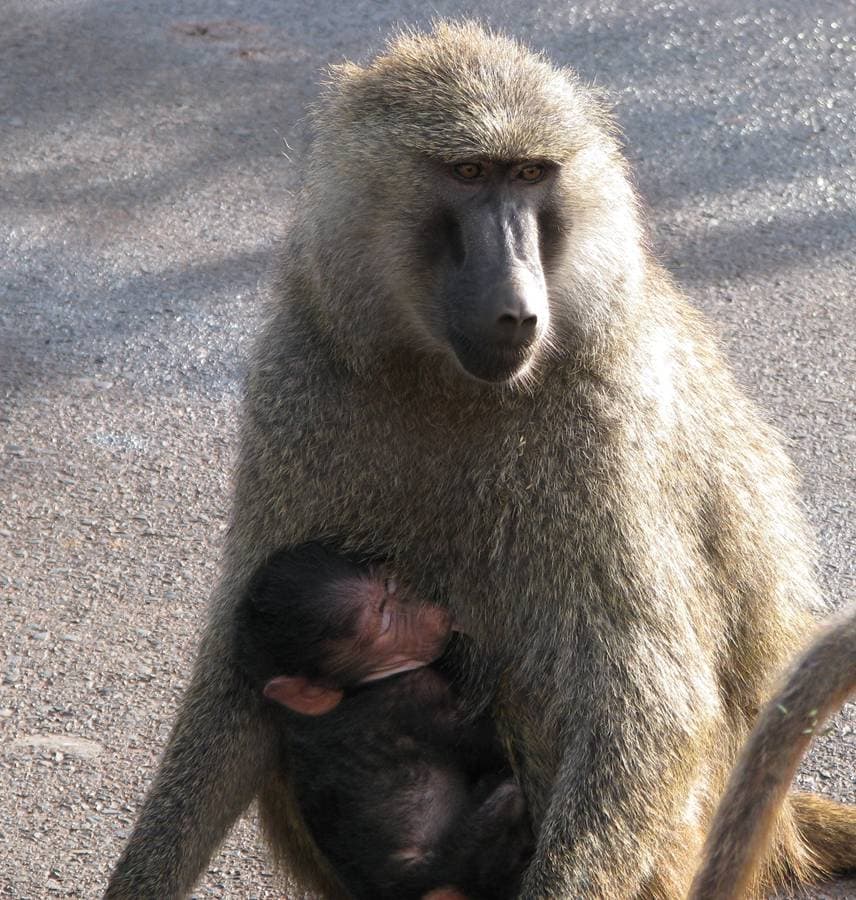 14 Day Safari Baboon