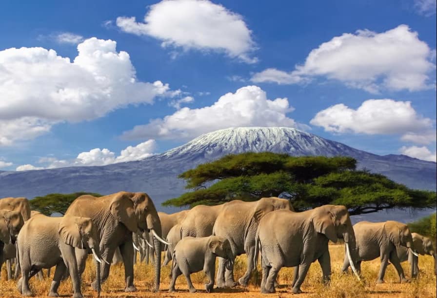 14 Day Luxury Safari - Elephants Kilimanjaro