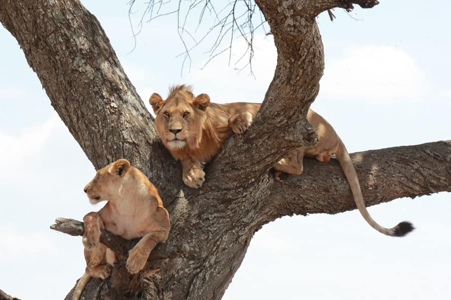 14 Day Luxury Safari Big 5 Lioness