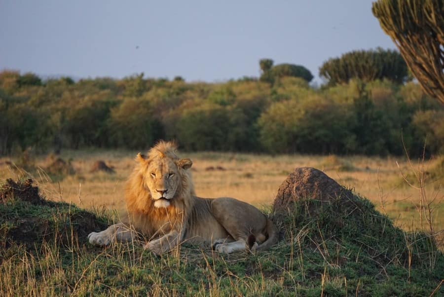 14 Day Luxury Safari Big Five Lion