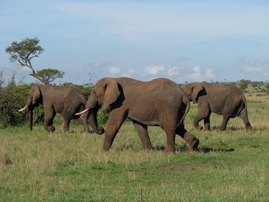 14 Day Luxury Safari Elephants