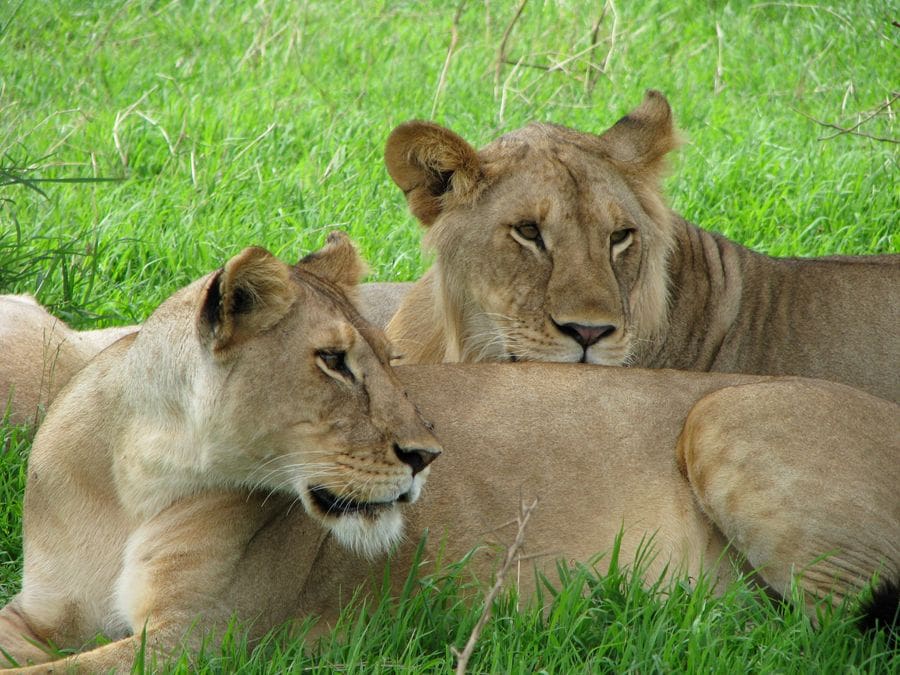 14 Day Luxury Safari Big Five Lioness in Serengeti