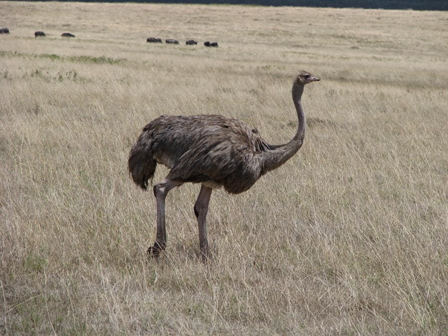 14 Day Luxury Safari - Tanzania Ostrich